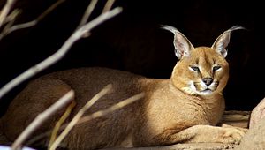 Preview wallpaper caracal, down, stones, branches