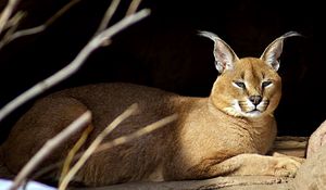 Preview wallpaper caracal, down, stones, branches