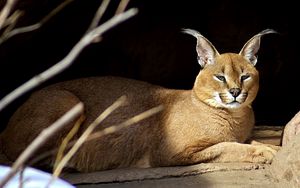 Preview wallpaper caracal, down, stones, branches