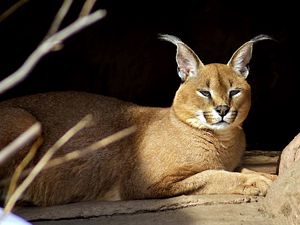 Preview wallpaper caracal, down, stones, branches