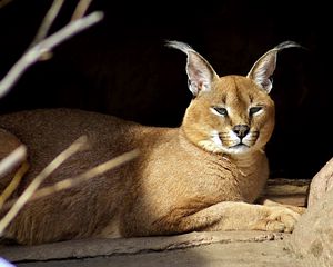 Preview wallpaper caracal, down, stones, branches