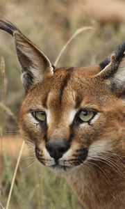 Preview wallpaper caracal, eyes, face, wild cat