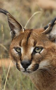 Preview wallpaper caracal, eyes, face, wild cat