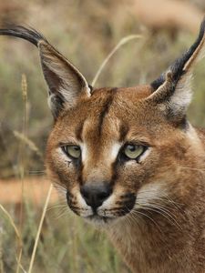 Preview wallpaper caracal, eyes, face, wild cat