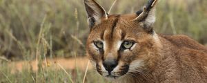 Preview wallpaper caracal, eyes, face, wild cat