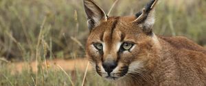 Preview wallpaper caracal, eyes, face, wild cat