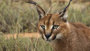 Preview wallpaper caracal, eyes, face, wild cat