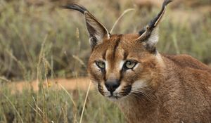 Preview wallpaper caracal, eyes, face, wild cat