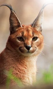 Preview wallpaper caracal, glare, view, wild cat, predator