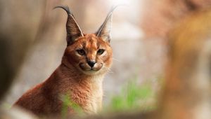 Preview wallpaper caracal, glare, view, wild cat, predator