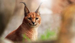 Preview wallpaper caracal, glare, view, wild cat, predator