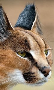 Preview wallpaper caracal, look, face, predator, ears