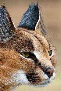 Preview wallpaper caracal, look, face, predator, ears