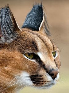 Preview wallpaper caracal, look, face, predator, ears