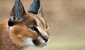 Preview wallpaper caracal, look, face, predator, ears