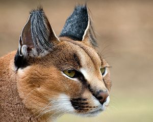 Preview wallpaper caracal, look, face, predator, ears