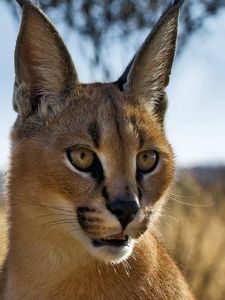 Preview wallpaper caracal, prairie, view, muzzle