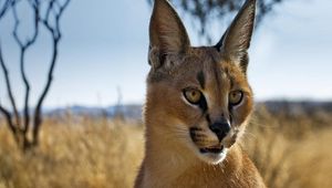 Preview wallpaper caracal, prairie, view, muzzle