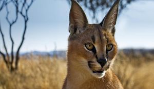 Preview wallpaper caracal, prairie, view, muzzle