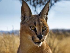 Preview wallpaper caracal, prairie, view, muzzle