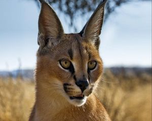 Preview wallpaper caracal, prairie, view, muzzle