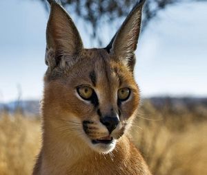 Preview wallpaper caracal, prairie, view, muzzle