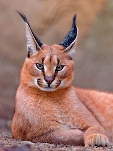 Preview wallpaper caracal, rest, beautiful