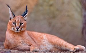 Preview wallpaper caracal, rest, beautiful
