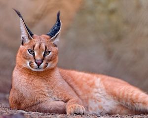 Preview wallpaper caracal, rest, beautiful