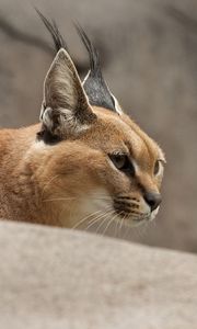 Preview wallpaper caracal, wild cat, walking