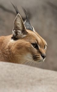 Preview wallpaper caracal, wild cat, walking