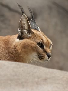 Preview wallpaper caracal, wild cat, walking