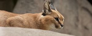 Preview wallpaper caracal, wild cat, walking