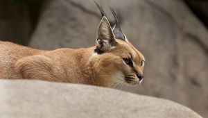 Preview wallpaper caracal, wild cat, walking