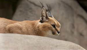 Preview wallpaper caracal, wild cat, walking