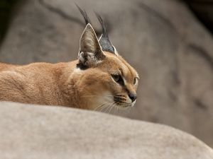 Preview wallpaper caracal, wild cat, walking