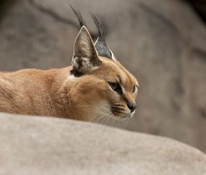 Preview wallpaper caracal, wild cat, walking