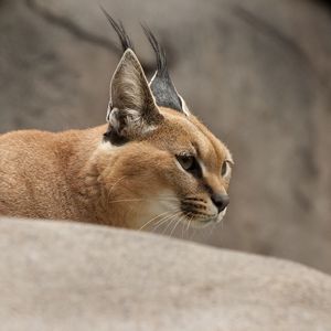 Preview wallpaper caracal, wild cat, walking