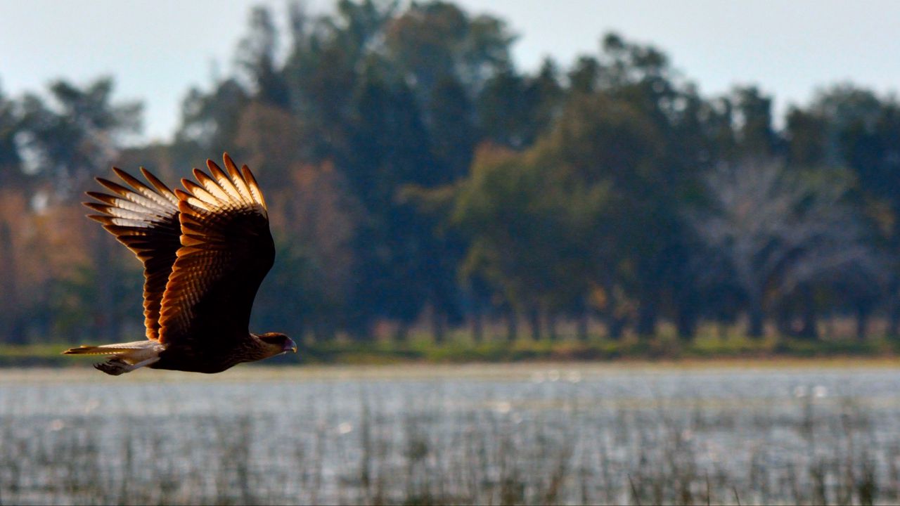 Wallpaper caracara, bird, flight, predator