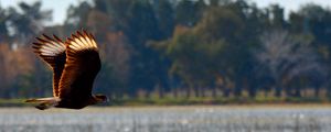 Preview wallpaper caracara, bird, flight, predator