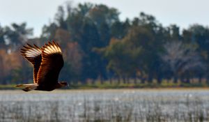 Preview wallpaper caracara, bird, flight, predator