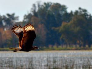 Preview wallpaper caracara, bird, flight, predator