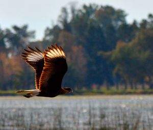 Preview wallpaper caracara, bird, flight, predator