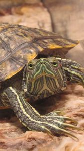 Preview wallpaper carapace, eyes, turtle