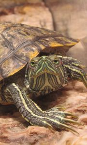 Preview wallpaper carapace, eyes, turtle