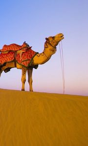 Preview wallpaper caravan, camels, desert, hike