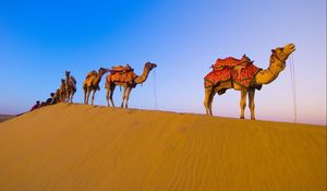 Preview wallpaper caravan, camels, desert, hike