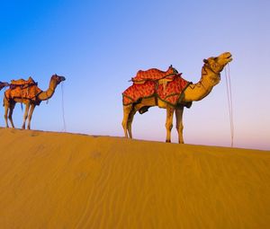 Preview wallpaper caravan, camels, desert, hike