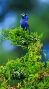 Preview wallpaper cardinal, bird, blue, leaves, branches, blur