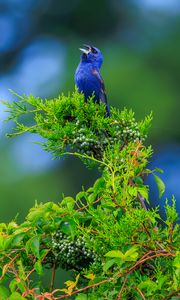 Preview wallpaper cardinal, bird, blue, leaves, branches, blur